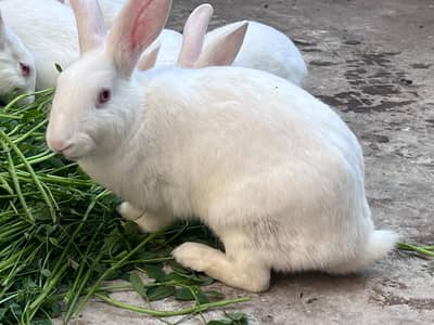 Amircan rabbit for sale red eye