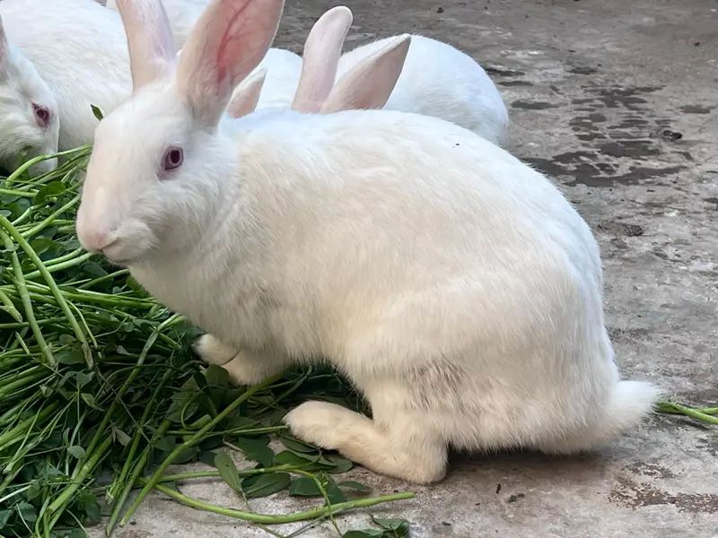 Amircan rabbit for sale red eye