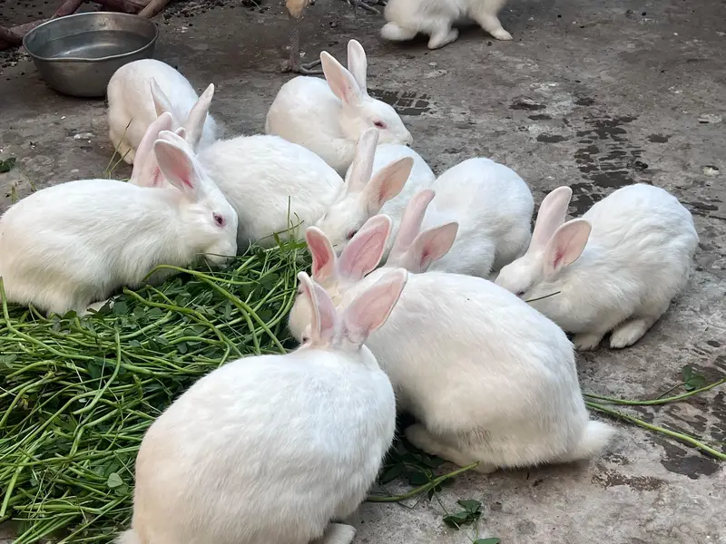 Amircan rabbit for sale red eye — photo 2
