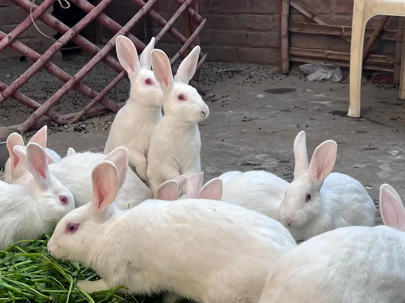 Amircan rabbit for sale red eye — photo 5