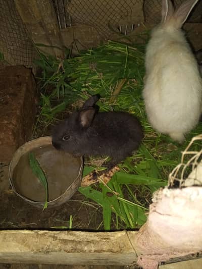 male and female baby rabies