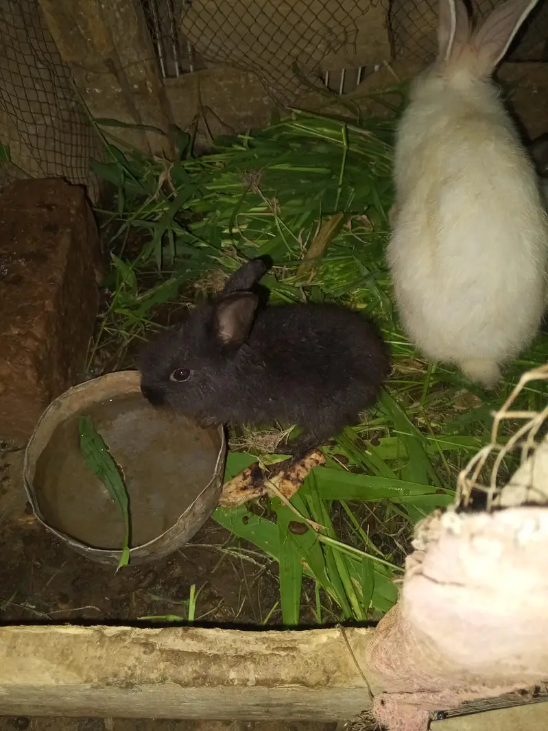 male and female baby rabies