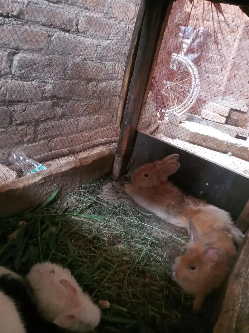 male and female baby rabies — photo 2