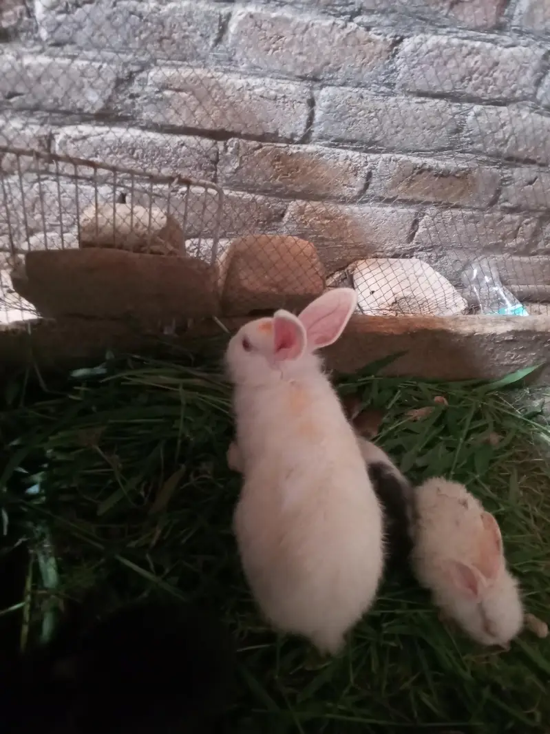 male and female baby rabies — photo 3