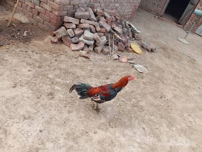 Pure Mianwali Aseel Murga For Sale