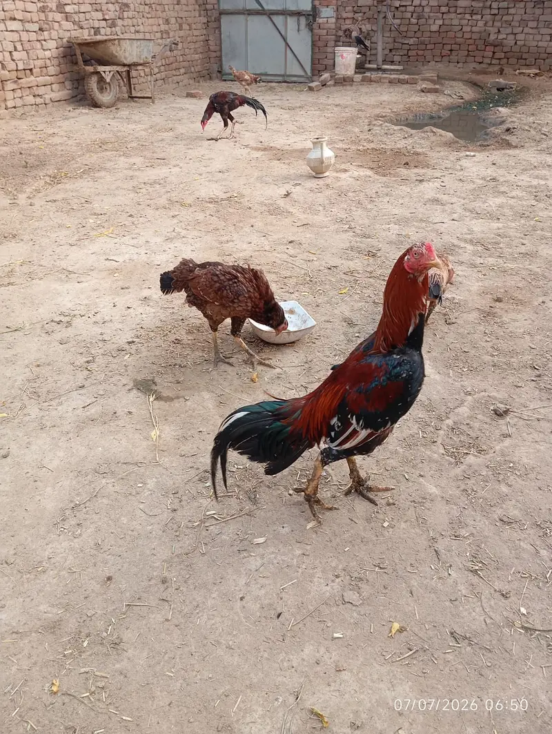 Pure Mianwali Aseel Murga For Sale — photo 2