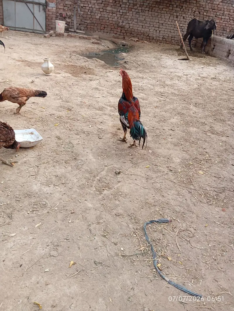 Pure Mianwali Aseel Murga For Sale — photo 3