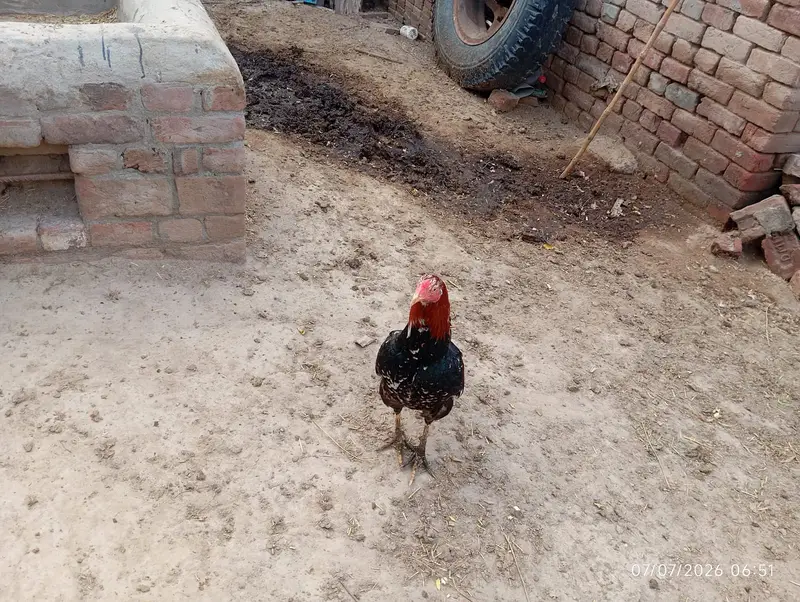 Pure Mianwali Aseel Murga For Sale — photo 4