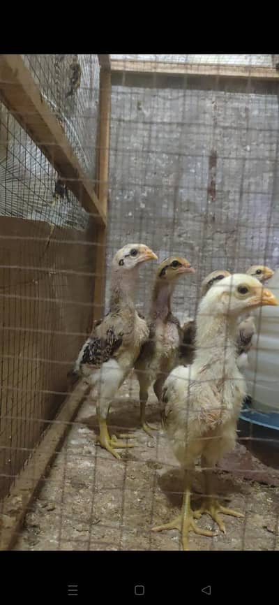 Bangkok × BURMI chicks
