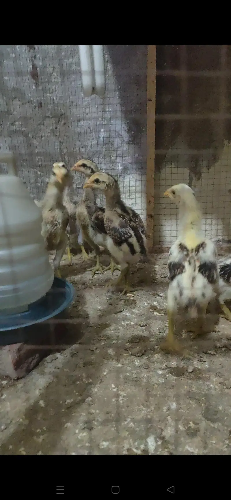 Bangkok × BURMI chicks — photo 2