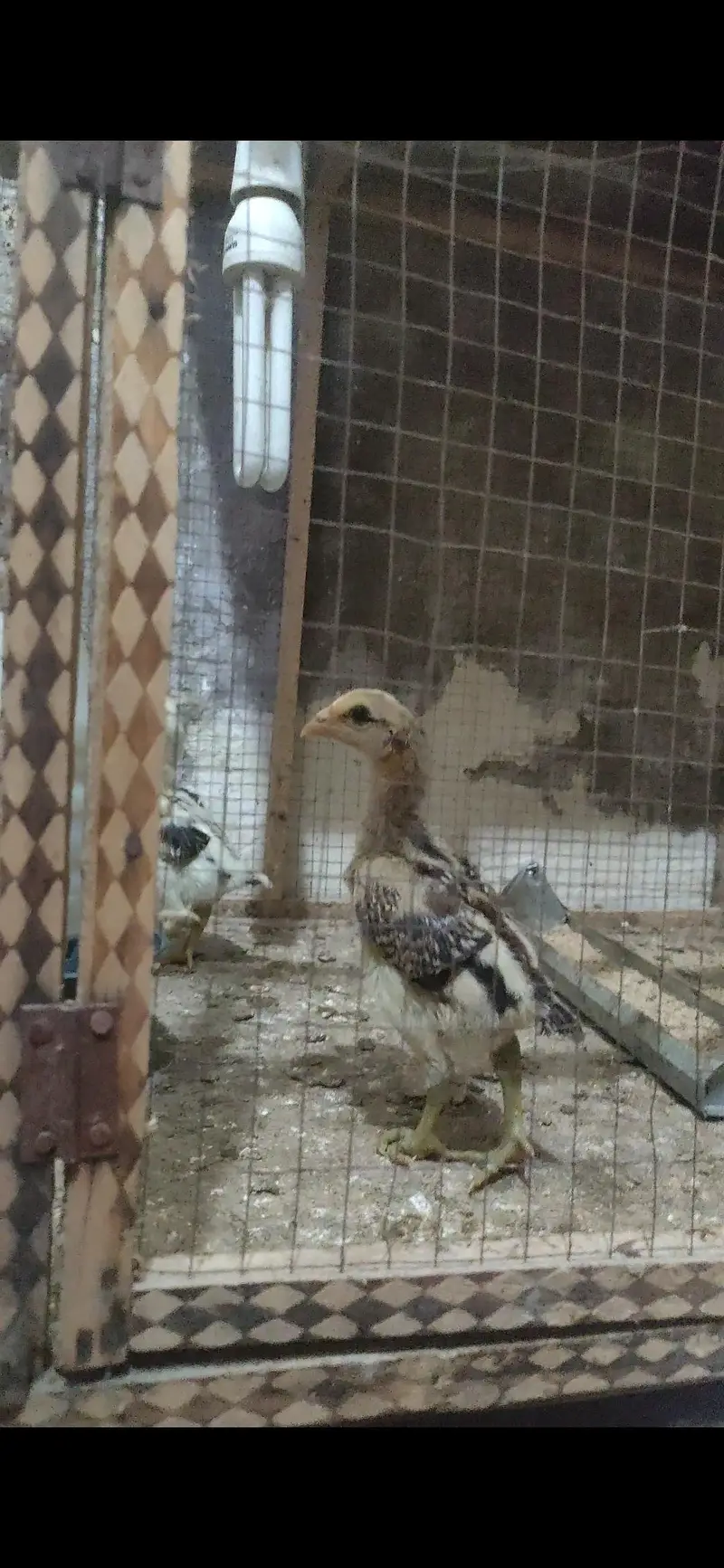 Bangkok × BURMI chicks — photo 3