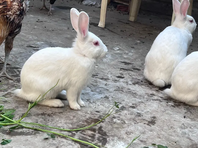 Amircan rabbit for sale red eye — photo 4