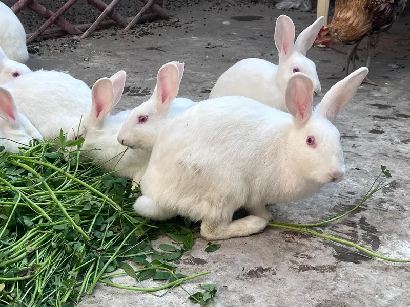 Amircan rabbit for sale red eye — photo 5