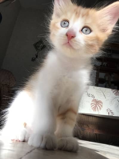 Brown kitten for sell