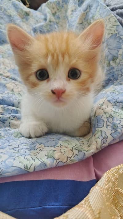 Brown kitten for sell