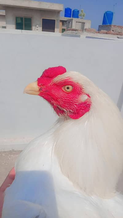 100% Pure paper white hera aseel male for sale _ Whatsapp 03032766741