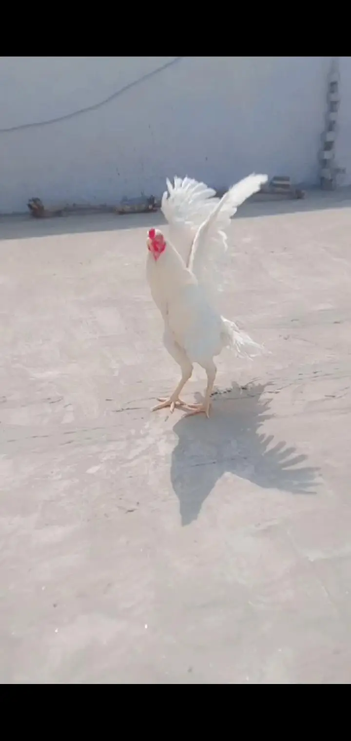 100% Pure paper white hera aseel male for sale _ Whatsapp 03032766741 — photo 2