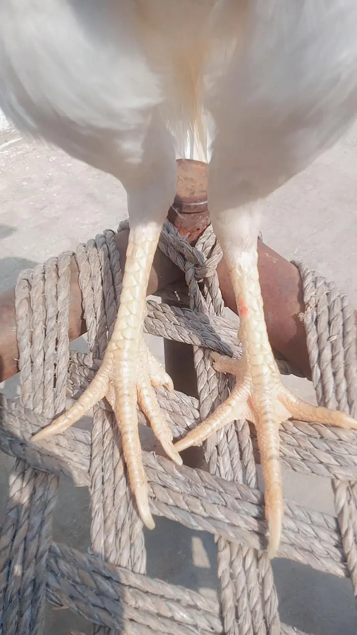 100% Pure paper white hera aseel male for sale _ Whatsapp 03032766741 — photo 3
