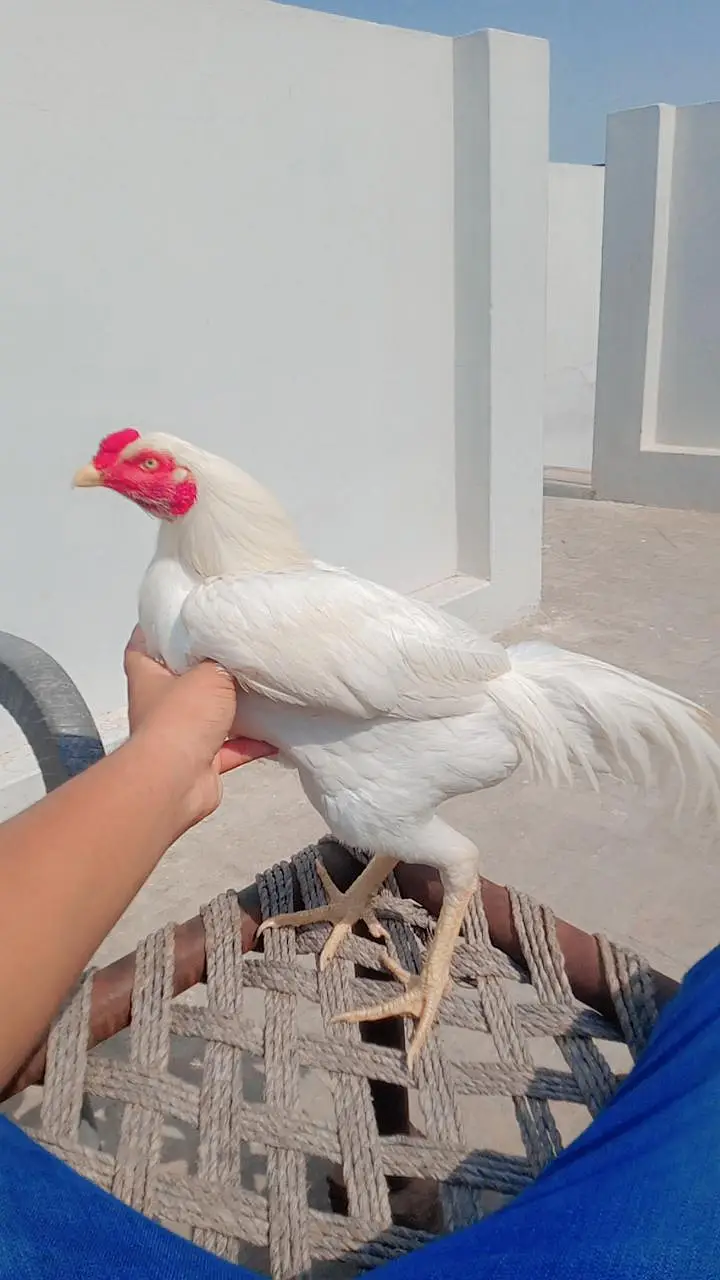 100% Pure paper white hera aseel male for sale _ Whatsapp 03032766741 — photo 4