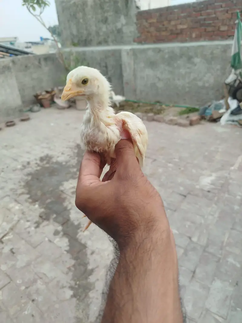 Heera Chicks For Sale — photo 2