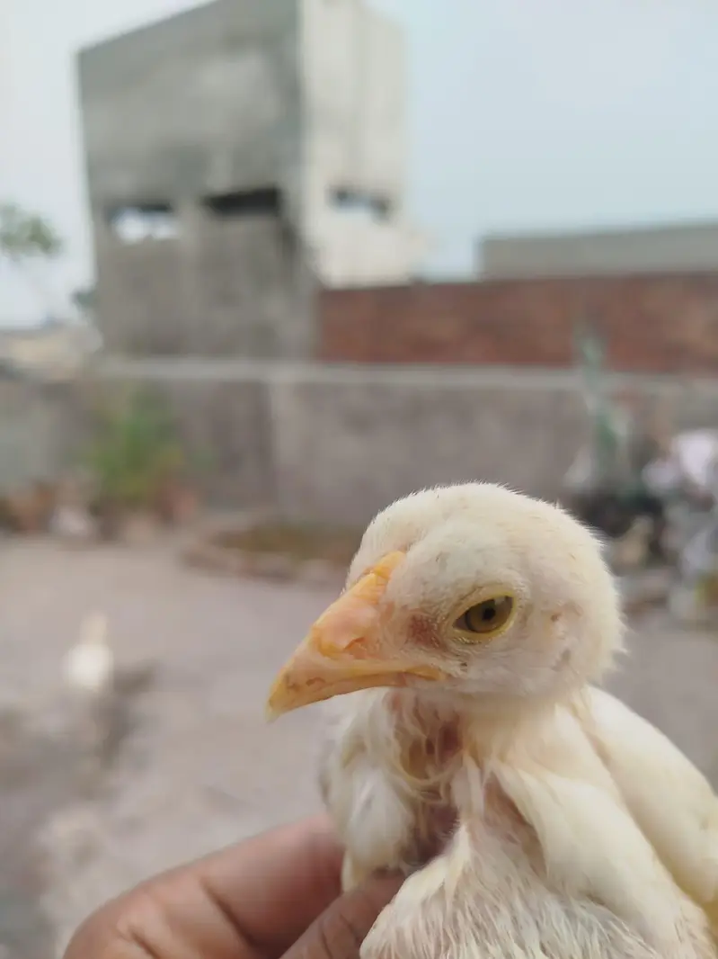 Heera Chicks For Sale — photo 3