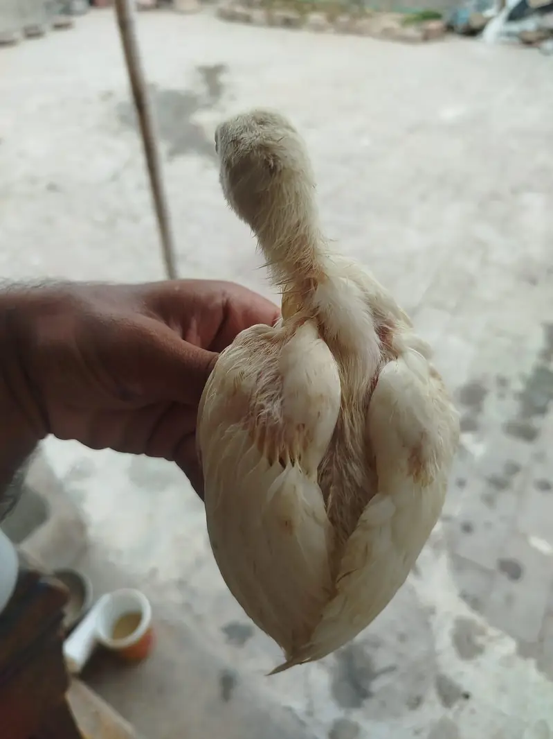 Heera Chicks For Sale — photo 4
