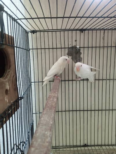 Lovebirds Breeder Pair for Sale per pair 2000
