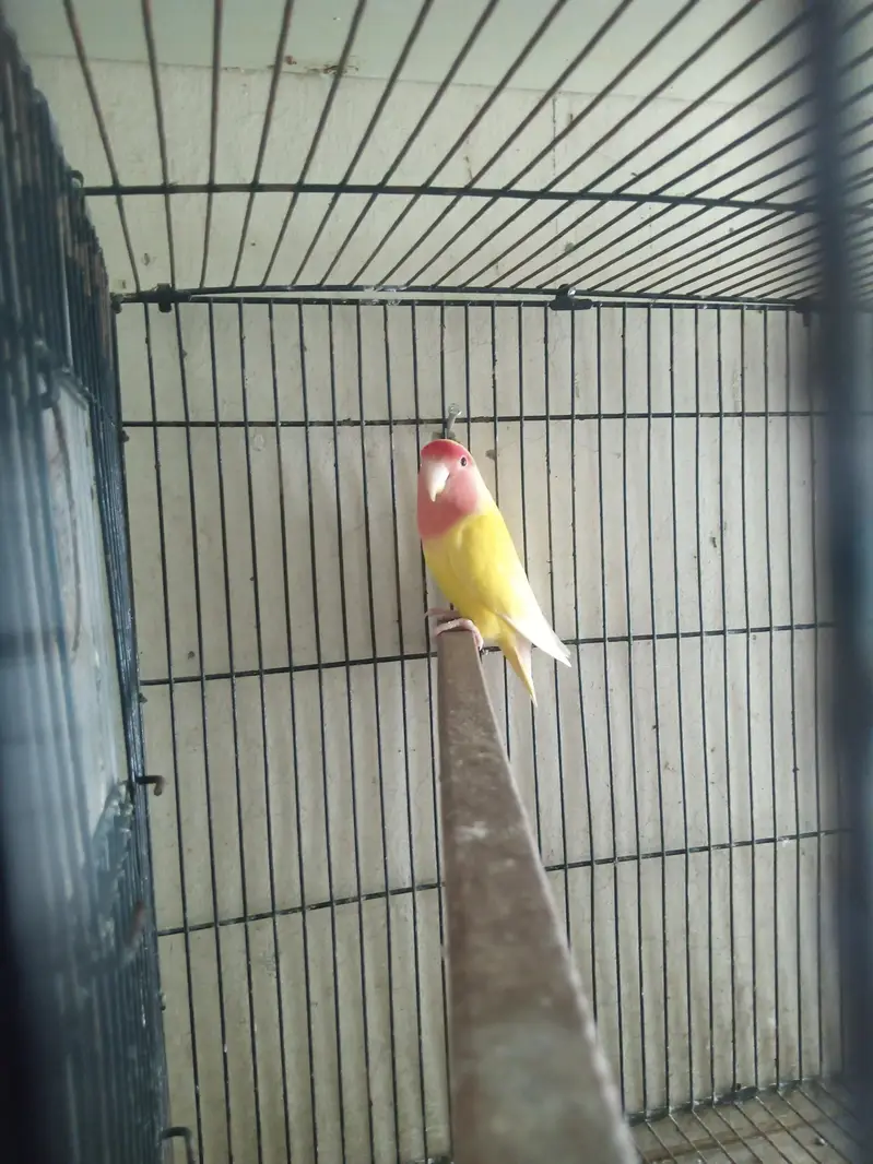 Lovebirds Breeder Pair for Sale per pair 2000 — photo 2