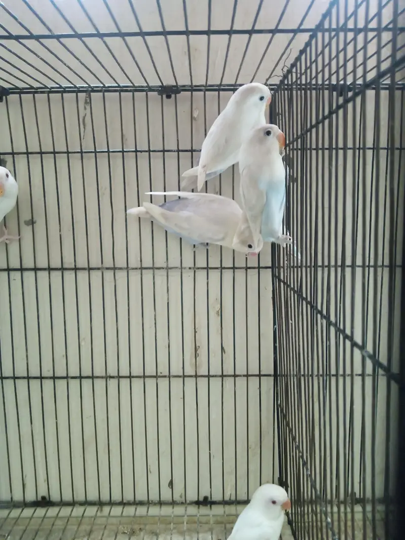 Lovebirds Breeder Pair for Sale per pair 2000 — photo 3