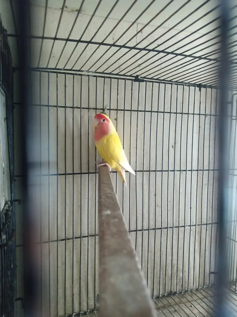 Lovebirds Breeder Pair for Sale per pair 2000 — photo 4