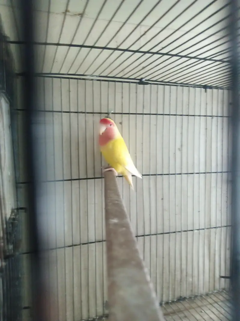 Lovebirds Breeder Pair for Sale per pair 2000 — photo 5