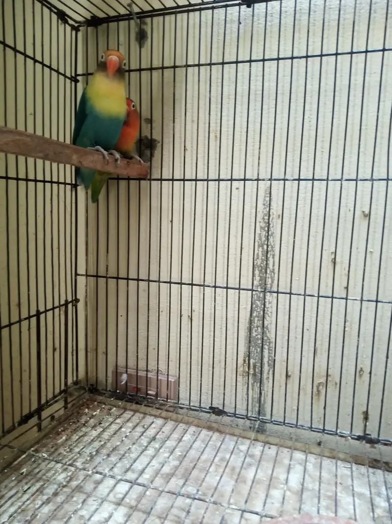 Lovebirds Breeder Pair for Sale per pair 2000 — photo 6