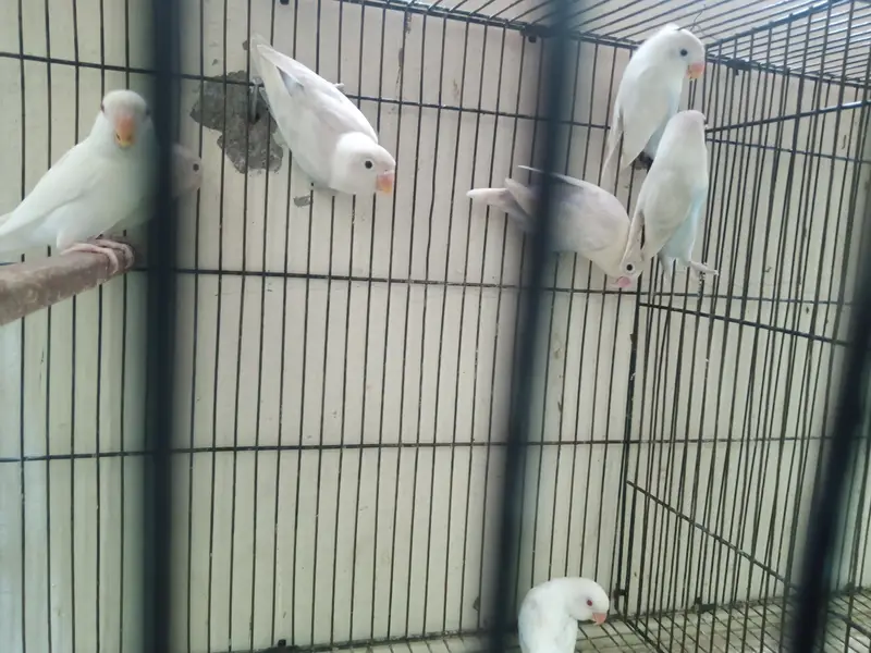 Lovebirds Breeder Pair for Sale per pair 2000 — photo 7