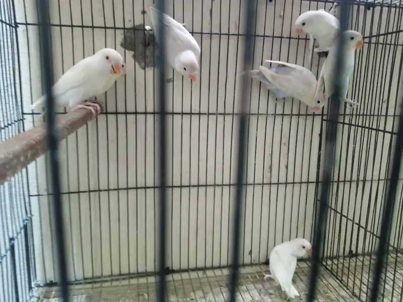 Lovebirds Breeder Pair for Sale per pair 2000 — photo 8