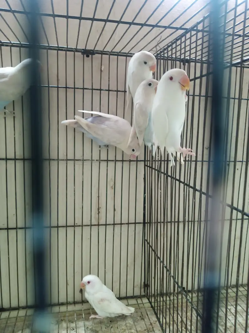 Lovebirds Breeder Pair for Sale per pair 2000 — photo 9