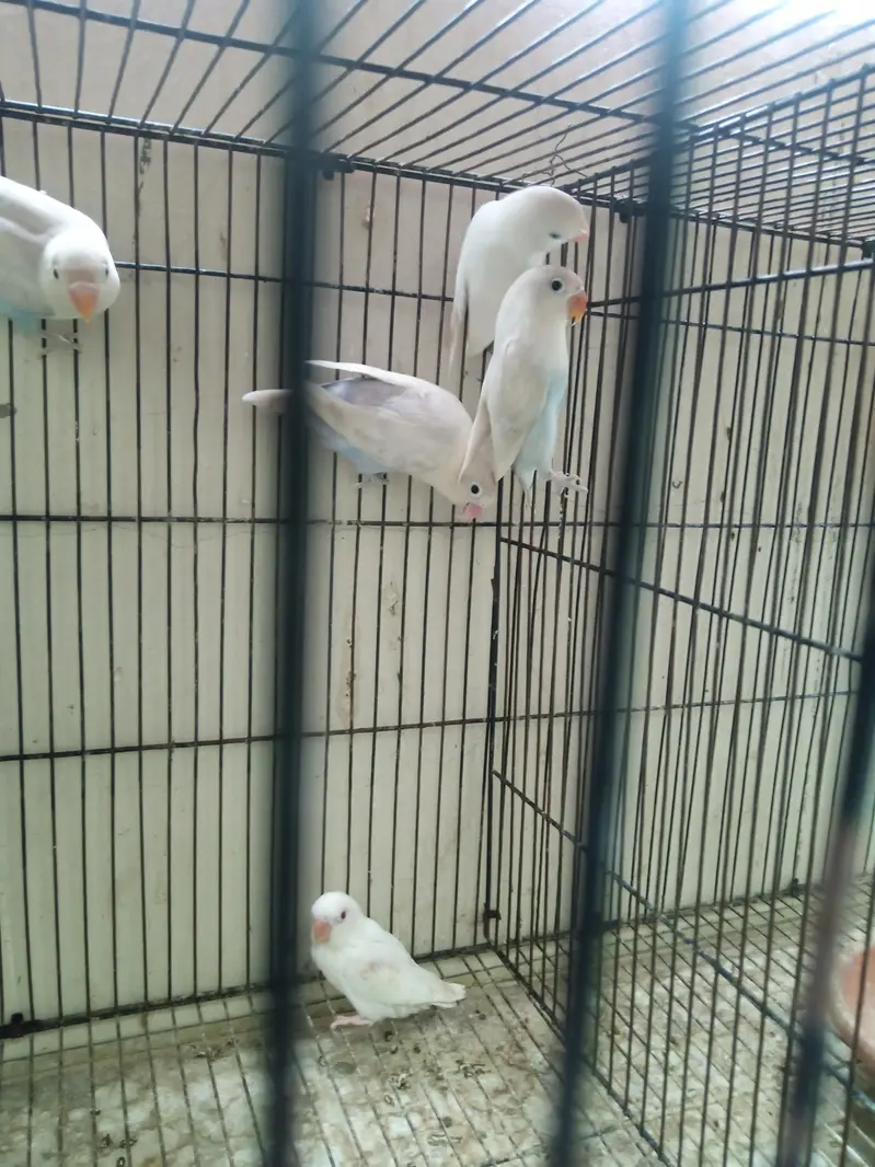Lovebirds Breeder Pair for Sale per pair 2000 — photo 10