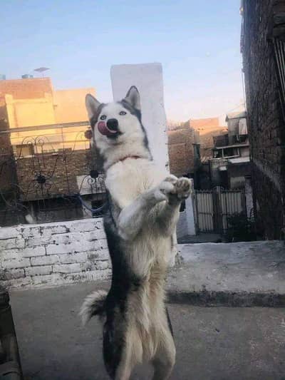 Siberian husky