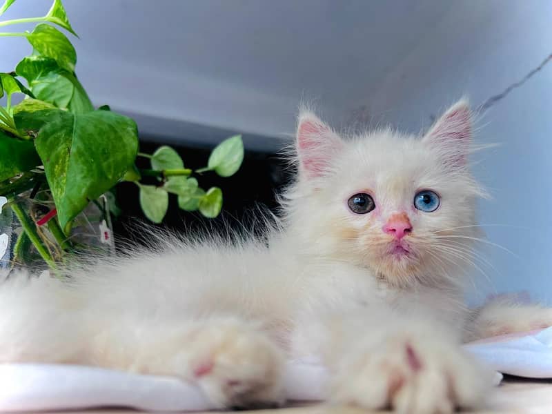 Persian kittens 0