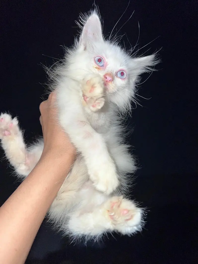 Persian kittens — photo 4