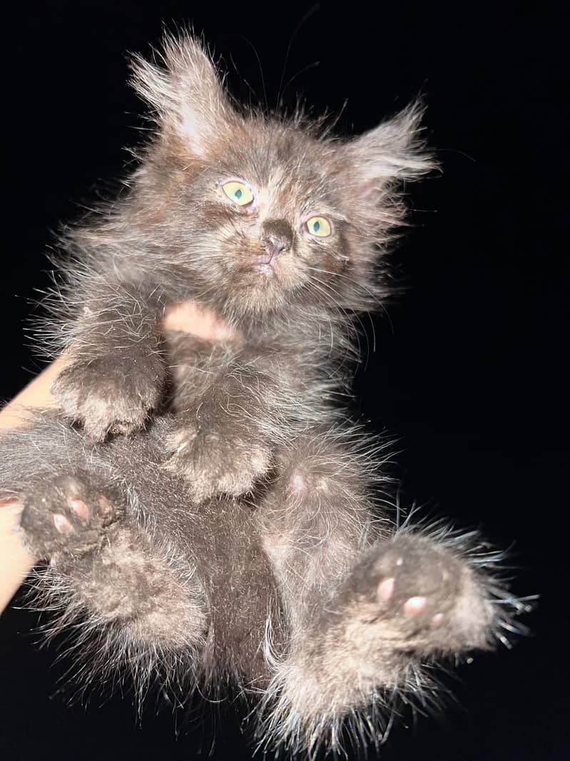 Persian kittens 4