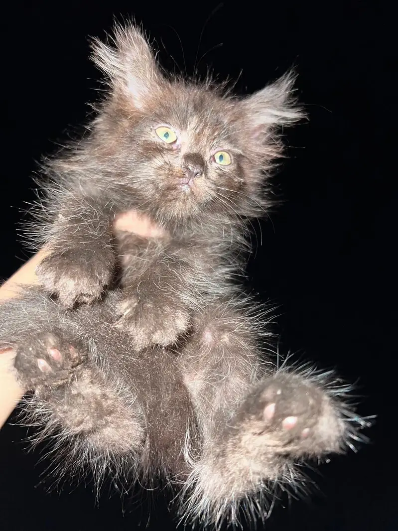 Persian kittens — photo 5