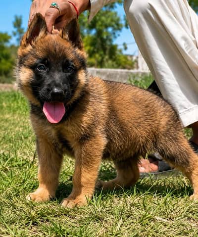 Belgium Bilinas bigyari mail 2 mahnt for sale active and healthy