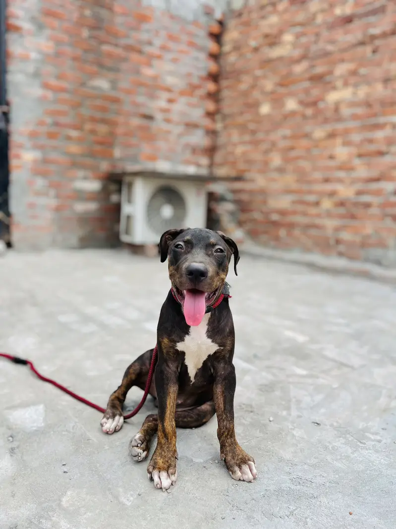 Pitbul 2month Dog Health and active 100% — photo 3