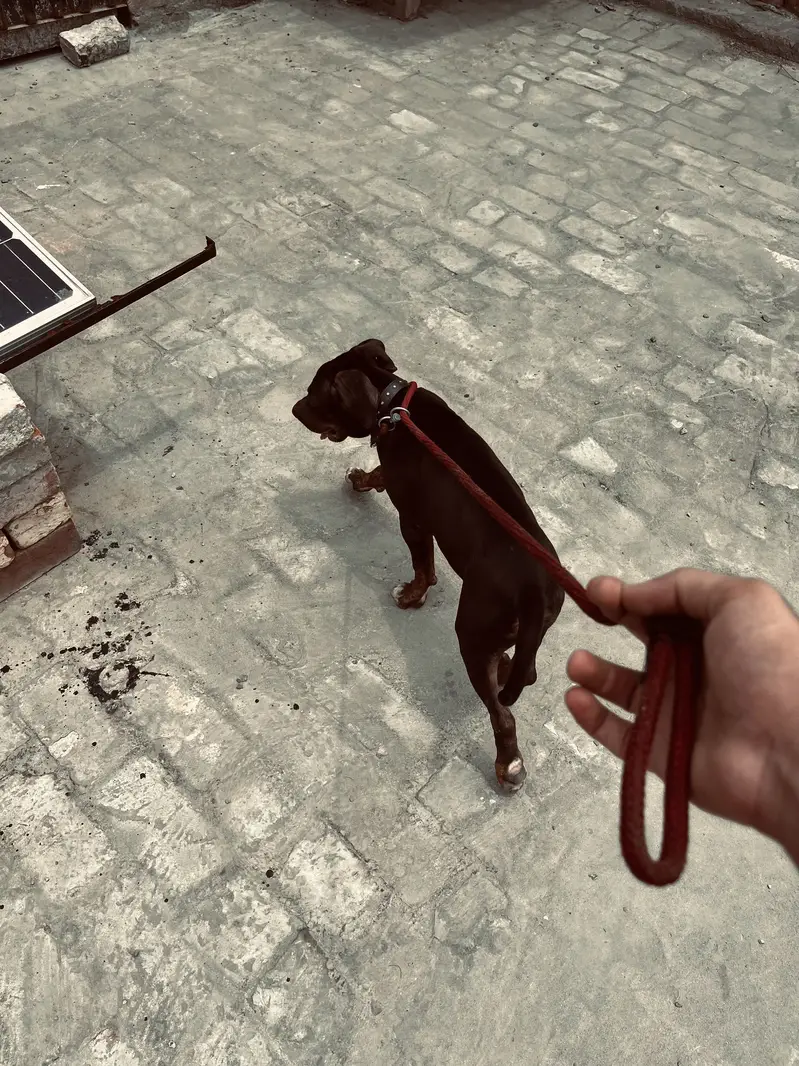 Pitbul 2month Dog Health and active 100% — photo 2