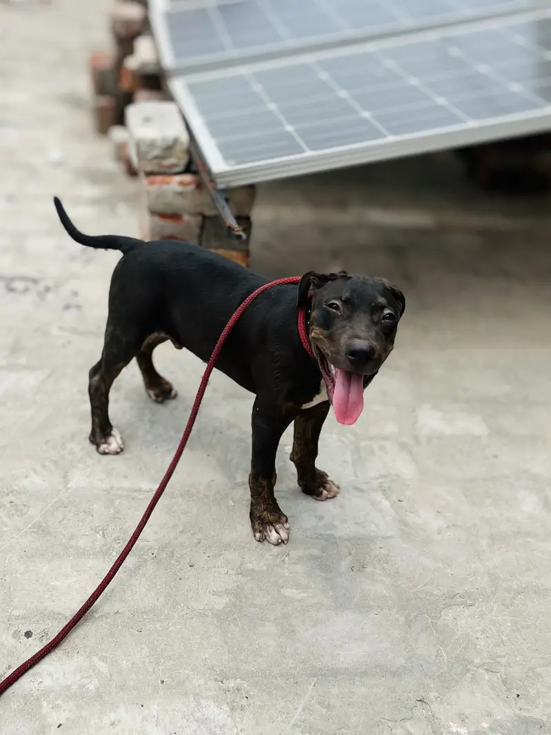 Pitbul 2month Dog Health and active 100% — photo 4