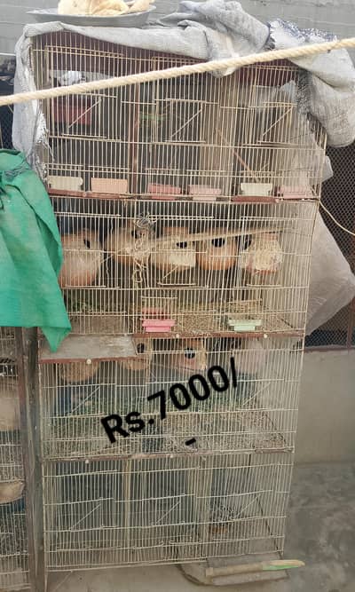 Cages for sale
