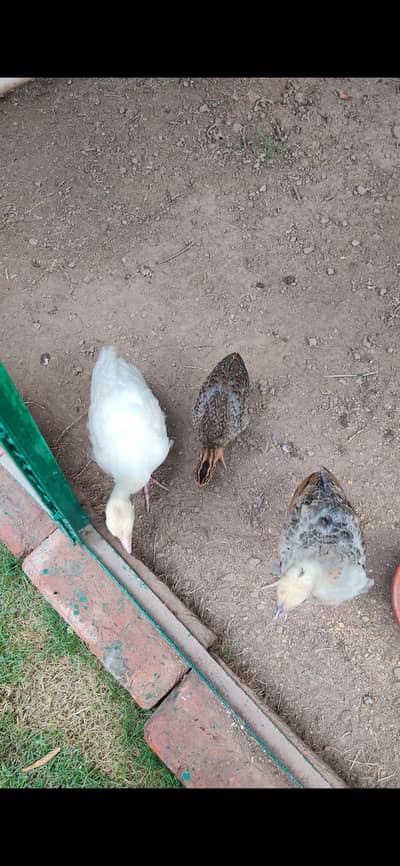 Peacock Chicks