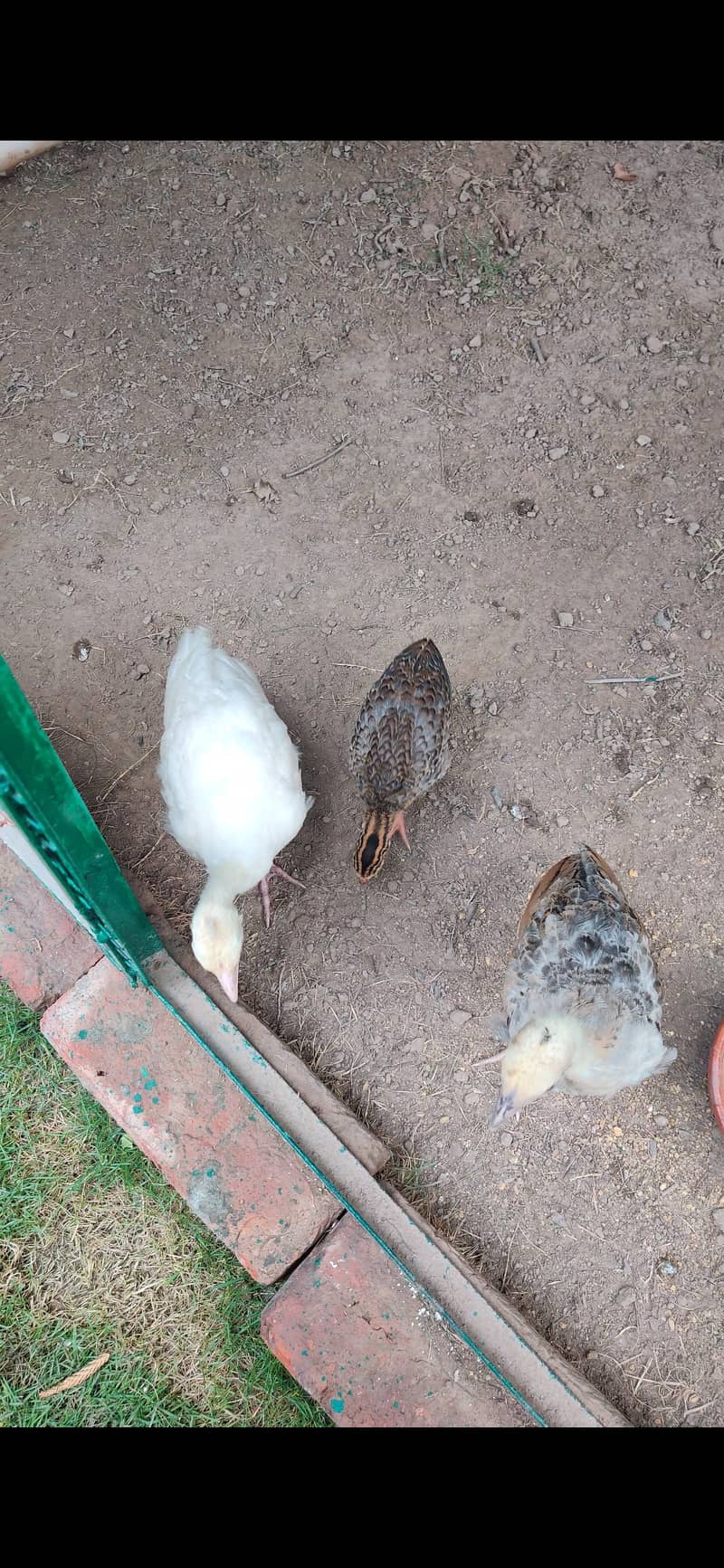 Peacock Chicks 0