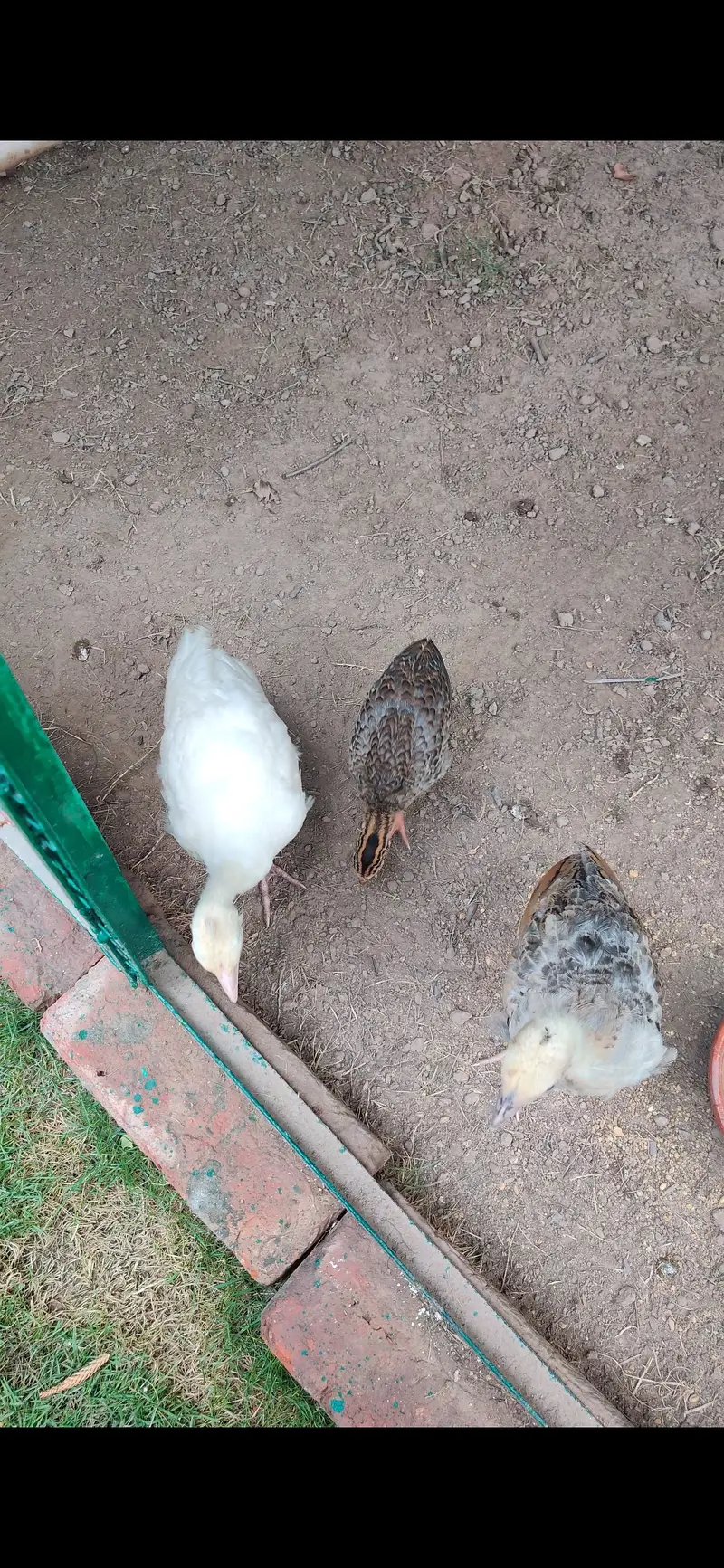 Peacock Chicks