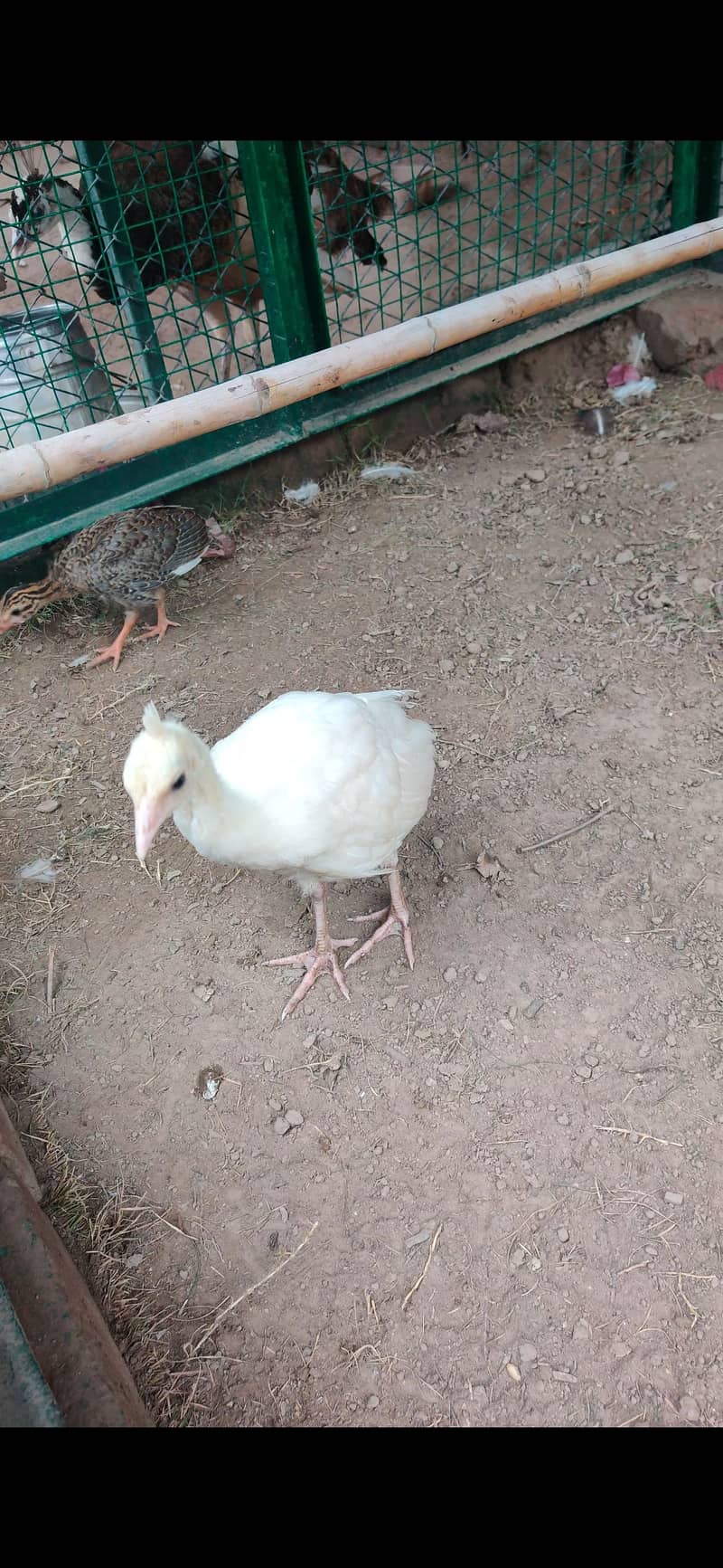 Peacock Chicks 1